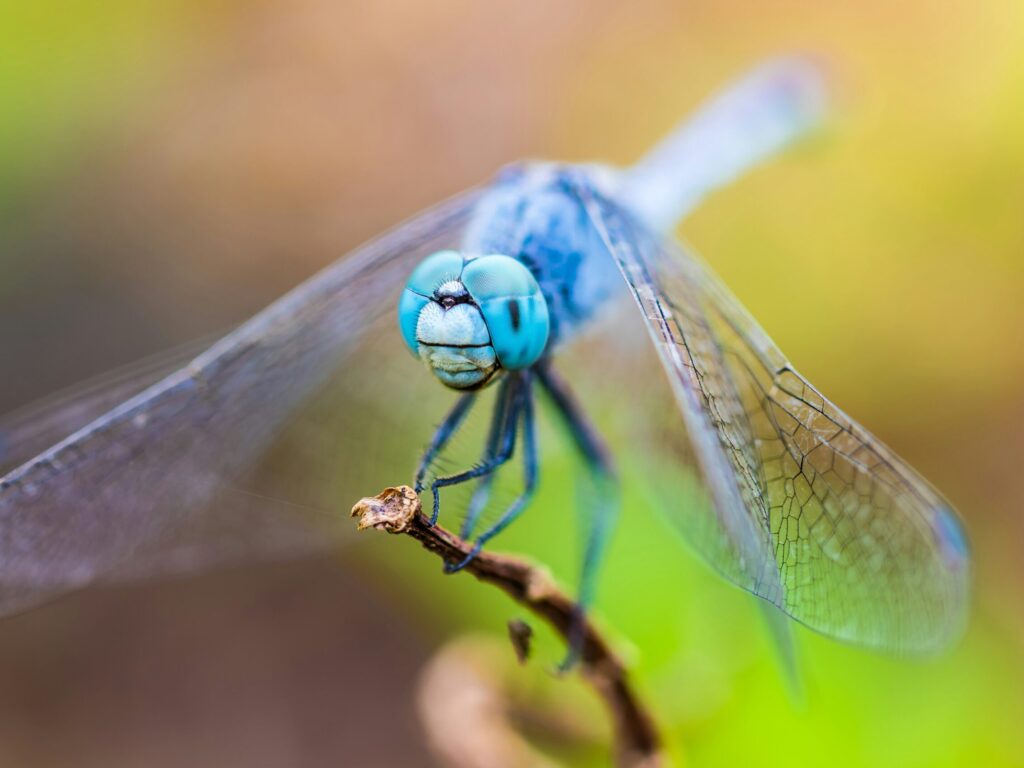 Libelle auf Ast in Nahaufnahme