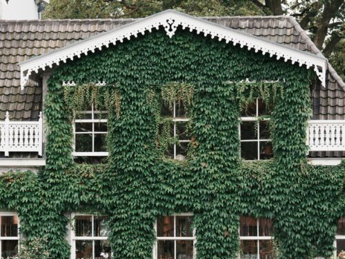 Grünfassade an einem Haus