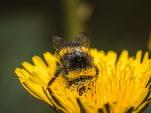 Hummel steckt kopfüber in einer gelben Blüte