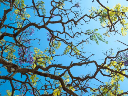 Verzweigung eines blühenden Baumes vor blauem Himmel